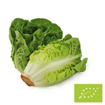 ROMAN MINI FRESH SALAD BIO (ca. 8 Packungen)