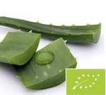 Kosmetische Aloe BIO 1 kg – frische Blätter