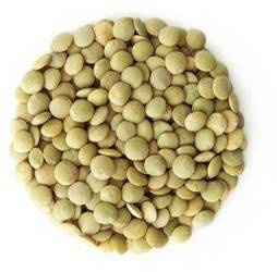 Grüne Linsen bio (Rohware) (25 kg) 4